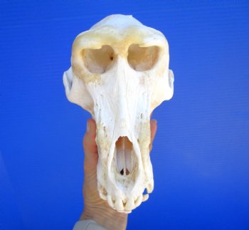 Male Chacma Baboon Skull (9X5") CITES #P-000044854 - $369.99 (Delivery Signature Required)