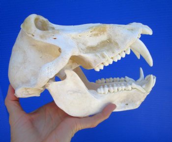 Male Chacma Baboon Skull (9X5") CITES #P-000044854 - $369.99 (Delivery Signature Required)