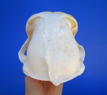 Male Chacma Baboon Skull (9X5") CITES #P-000044854 - $369.99 (Delivery Signature Required)