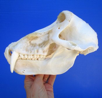 Male Chacma Baboon Skull (9X5") CITES #P-000044854 - $369.99 (Delivery Signature Required)