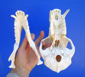 Male Chacma Baboon Skull (9X5") CITES #P-000044854 - $369.99 (Delivery Signature Required)