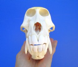 Male Chacma Baboon Skull (8x4") CITES #P-000044854 - $369.99 (Delivery Signature Required)