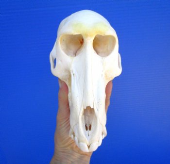 Male Chacma Baboon Skull (8x4") CITES #P-000044854 - $369.99 (Delivery Signature Required)