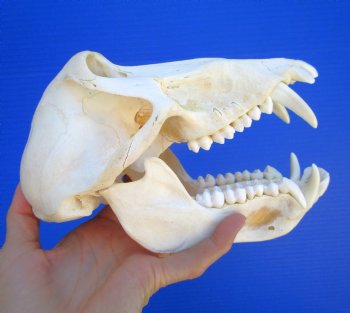 Male Chacma Baboon Skull (8x4") CITES #P-000044854 - $369.99 (Delivery Signature Required)