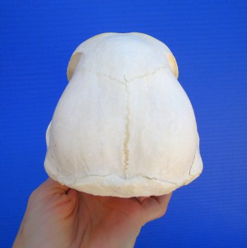 Male Chacma Baboon Skull (8x4") CITES #P-000044854 - $369.99 (Delivery Signature Required)