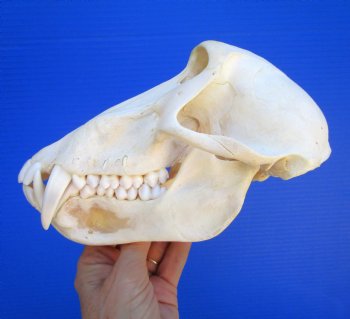 Male Chacma Baboon Skull (8x4") CITES #P-000044854 - $369.99 (Delivery Signature Required)