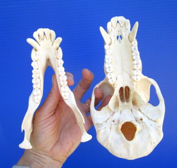 Male Chacma Baboon Skull (8x4") CITES #P-000044854 - $369.99 (Delivery Signature Required)