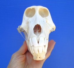 Female Chacma Baboon Skull, 7-3/4 inches CITES P000040541) - $179.99