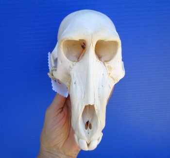 Female Chacma Baboon Skull, 7-3/4 inches CITES P000040541) - $179.99