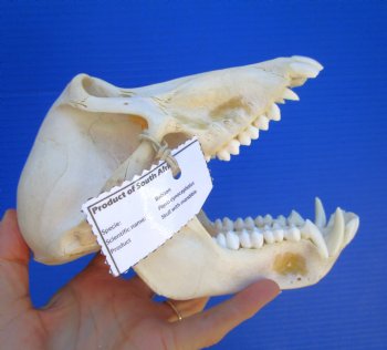 Female Chacma Baboon Skull, 7-3/4 inches CITES P000040541) - $179.99