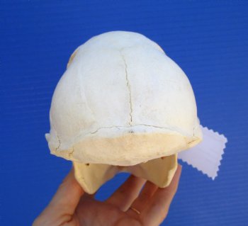 Female Chacma Baboon Skull, 7-3/4 inches CITES P000040541) - $179.99