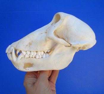 Female Chacma Baboon Skull, 7-3/4 inches CITES P000040541) - $179.99