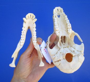 Female Chacma Baboon Skull, 7-3/4 inches CITES P000040541) - $179.99