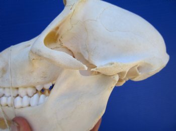 Female Chacma Baboon Skull, 7-3/4 inches CITES P000040541) - $179.99