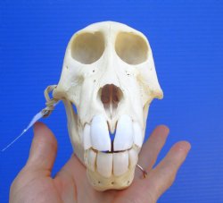 Female Chacma Baboon Skull, 6-1/2 inches CITES P000040541) - $179.99