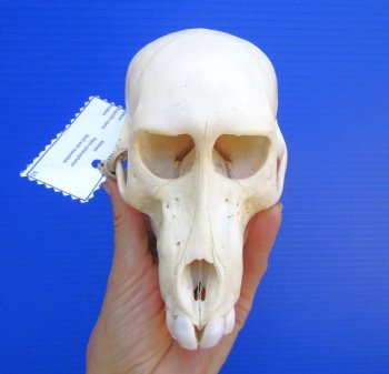 Female Chacma Baboon Skull, 6-1/2 inches CITES P000040541) - $179.99