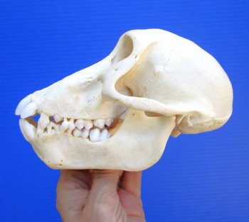 Female Chacma Baboon Skull, 6-1/2 inches CITES P000040541) - $179.99