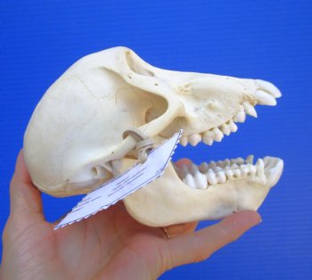 Female Chacma Baboon Skull, 6-1/2 inches CITES P000040541) - $179.99