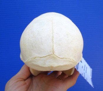 Female Chacma Baboon Skull, 6-1/2 inches CITES P000040541) - $179.99
