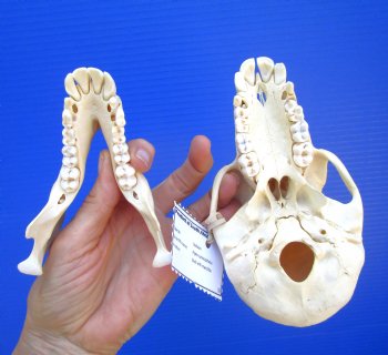 Female Chacma Baboon Skull, 6-1/2 inches CITES P000040541) - $179.99