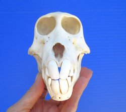 Juvenile Chacma Baboon Skull, 6-1/8" (CITES P-000044854) - for $169.99
