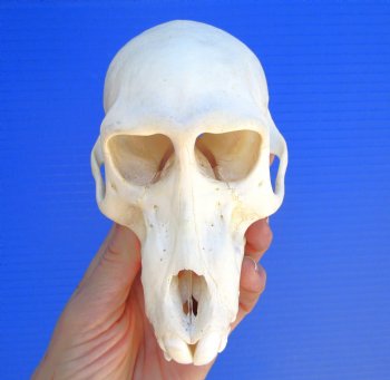 Juvenile Chacma Baboon Skull, 6-1/8" (CITES P-000044854) - for $169.99