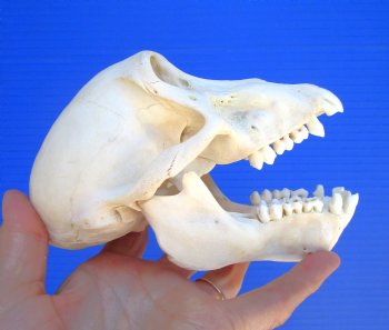 Juvenile Chacma Baboon Skull, 6-1/8" (CITES P-000044854) - for $169.99