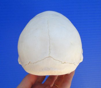 Juvenile Chacma Baboon Skull, 6-1/8" (CITES P-000044854) - for $169.99
