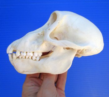 Juvenile Chacma Baboon Skull, 6-1/8" (CITES P-000044854) - for $169.99