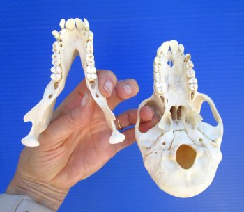 Juvenile Chacma Baboon Skull, 6-1/8" (CITES P-000044854) - for $169.99