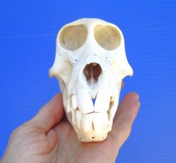 Juvenile Chacma Baboon Skull, 5-7/8" (CITES P-000044854) - for $169.99