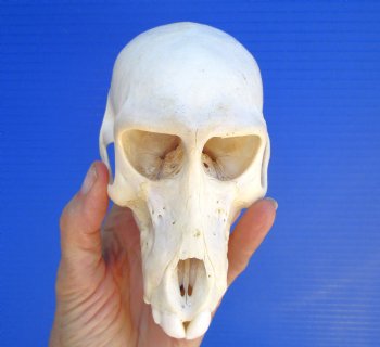 Juvenile Chacma Baboon Skull, 5-7/8" (CITES P-000044854) - for $169.99