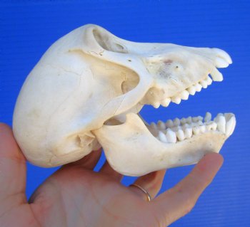 Juvenile Chacma Baboon Skull, 5-7/8" (CITES P-000044854) - for $169.99