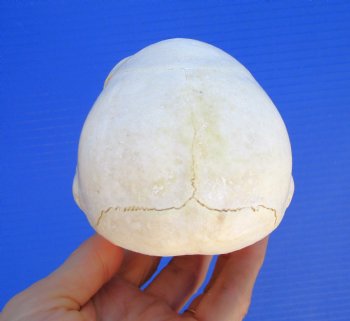 Juvenile Chacma Baboon Skull, 5-7/8" (CITES P-000044854) - for $169.99
