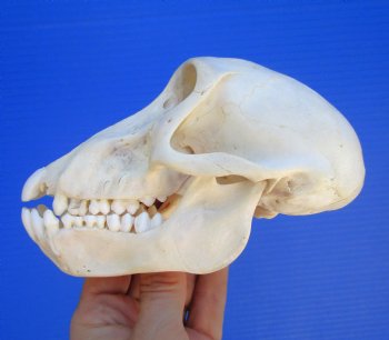 Juvenile Chacma Baboon Skull, 5-7/8" (CITES P-000044854) - for $169.99