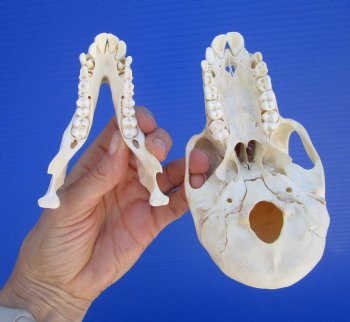 Juvenile Chacma Baboon Skull, 5-7/8" (CITES P-000044854) - for $169.99