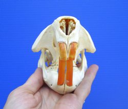 Beaver Skull (5&quo...