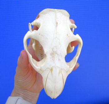 Beaver Skull (5") for $43.99