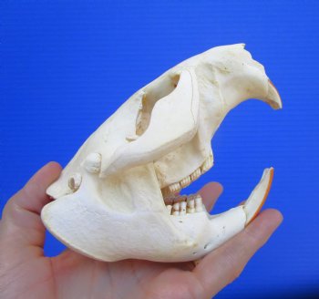 Beaver Skull (5") for $43.99