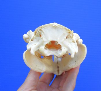 Beaver Skull (5") for $43.99