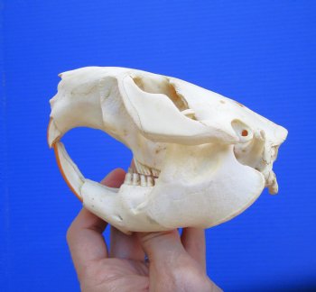 Beaver Skull (5") for $43.99