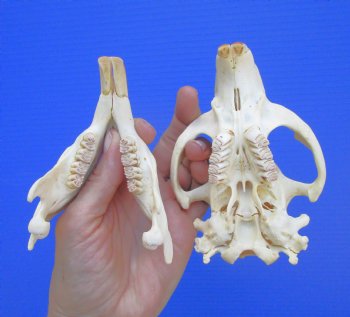 Beaver Skull (5") for $43.99