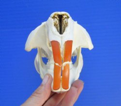 Beaver Skull (5.75&...