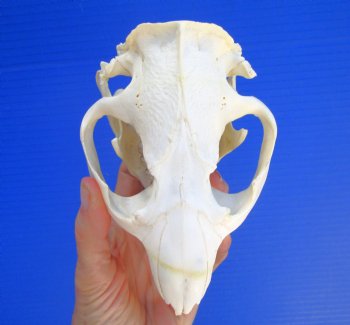 Beaver Skull (5.75") for $43.99
