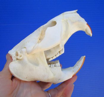 Beaver Skull (5.75") for $43.99