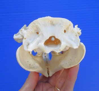 Beaver Skull (5.75") for $43.99