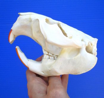 Beaver Skull (5.75") for $43.99