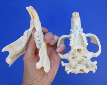 Beaver Skull (5.75") for $43.99