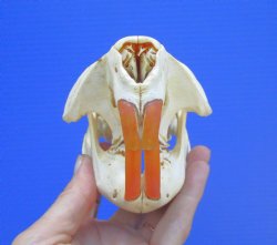 Beaver Skull (5") for $43.99