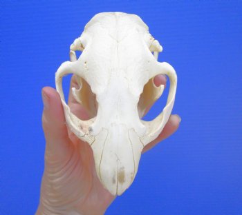 Beaver Skull (5") for $43.99